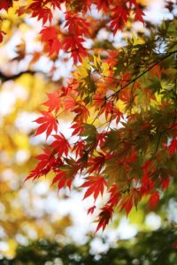 イエベ秋にぴったりな韓国コスメのおすすめは？