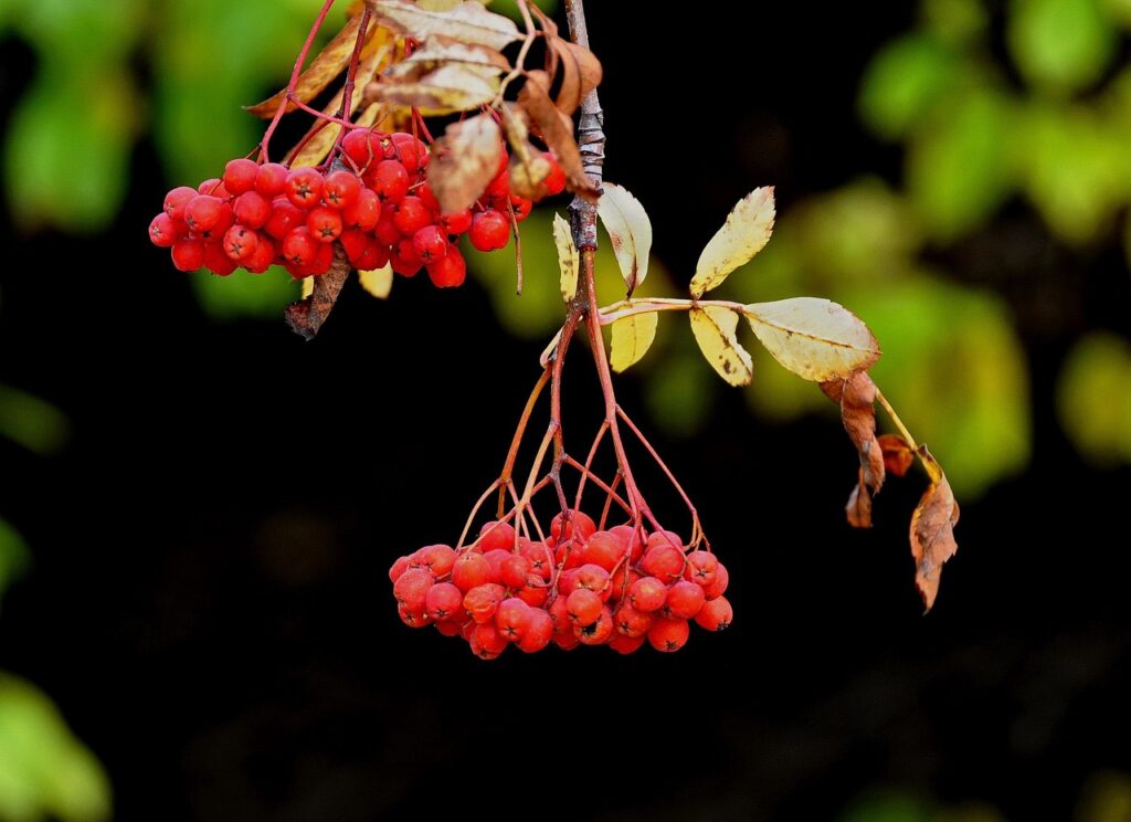 エチュードハウスのおすすめ商品はどれ？