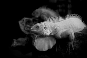 クッションファンデの韓国と日本の違いとは？