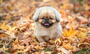 韓国のクレンジングオイルでおすすめの商品は？