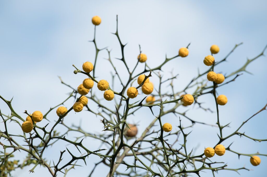 ラネージュの人気商品でおすすめのアイテムは？