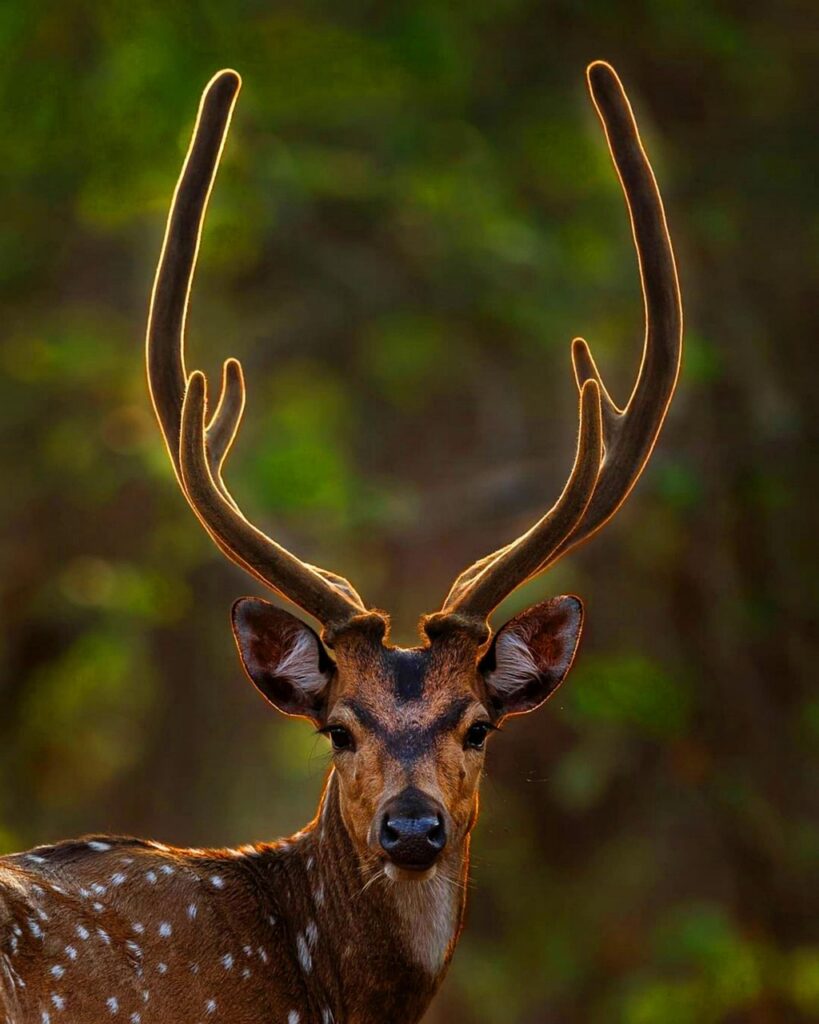 シカを使った韓国コスメの効果とは？
