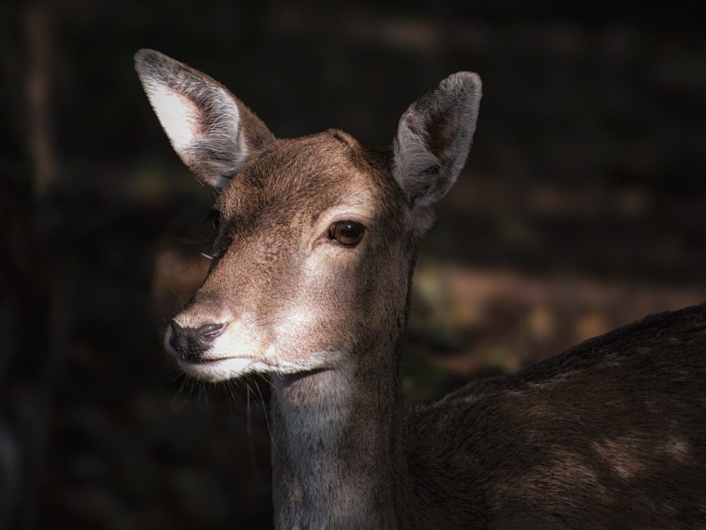 シカ韓国コスメの効果は本当にあるのか？