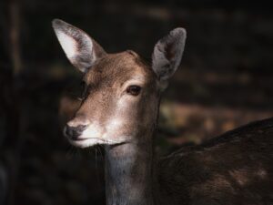 シカ韓国コスメの効果は本当にあるのか？