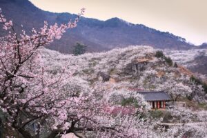 韓国女優が愛用するコスメはどれ？