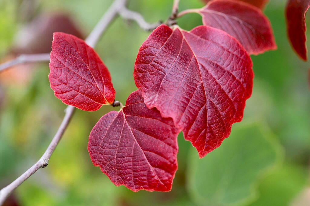 イエベ秋におすすめの韓国コスメアイシャドウは？