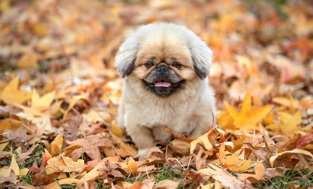 イエベ秋にぴったりの韓国コスメアイシャドウは？