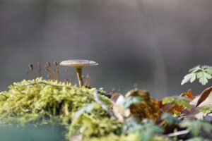 毛穴対策に効果的な韓国コスメのおすすめは？