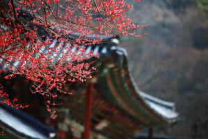 韓国コスメの新作は初心者が何から買うべき？
