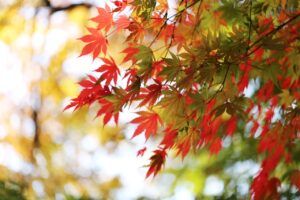 韓国コスメの秋の新作、おすすめはこれで決まり？