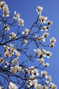 韓国コスメは最新のものを買う順番は？おすすめを徹底解説！